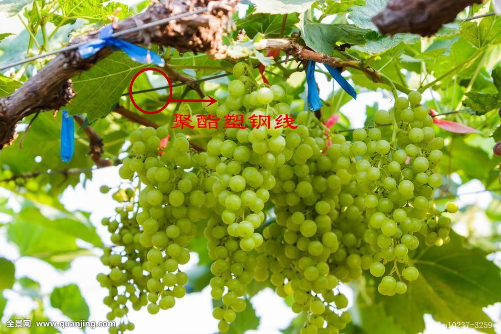 tìm kiếm dây polyester đơn sợi